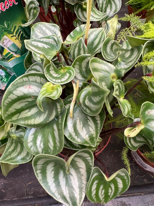 Пеперомия продается