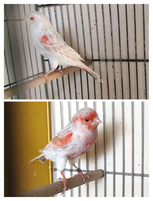 Canários Ágata Opala mosaico vermelho