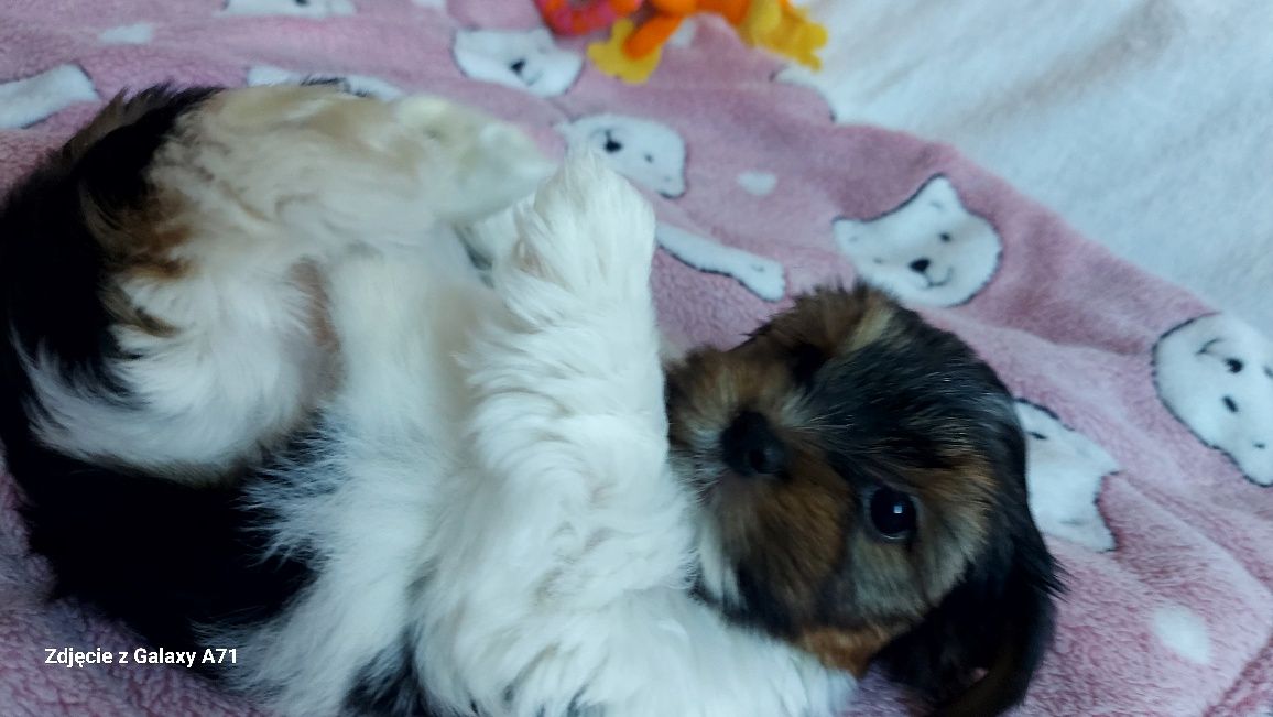 YORK suczka REZERWACJA rozmiar XXS yorkshire terrier biewer miniaturka