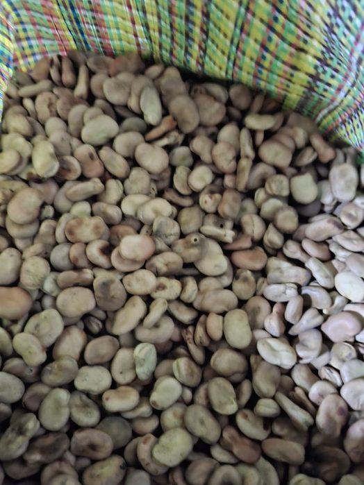 Sprzedam bób odmiana bizon