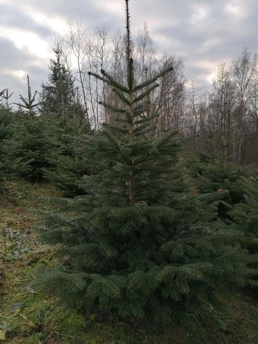 Jodła Kałkazka ( choinka na święta)