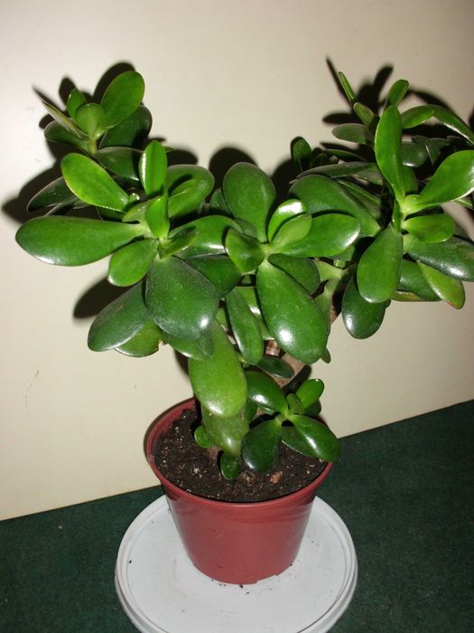 Толстянка денежное дерево.  Суккуленты.