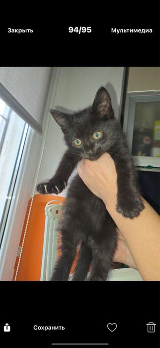 Котенок мальчик 2,5 месяца