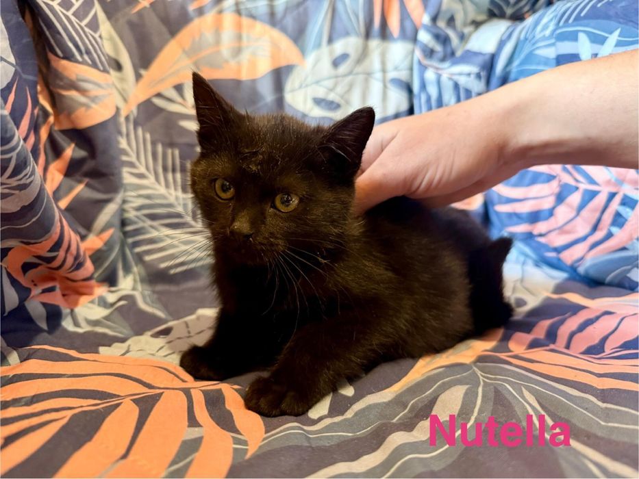 Dwie czarne kotki szukają domów – pilne, cudowne maluchy