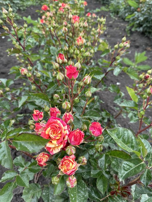 Саженцы Роз опт круглый год