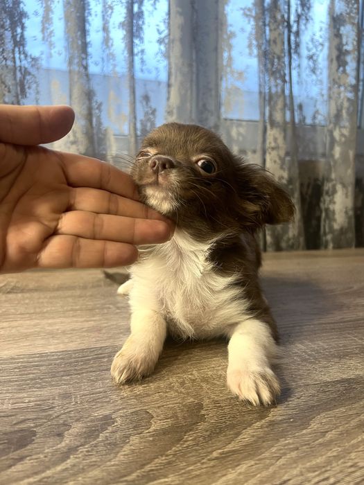 Дівчинка чихуахуа