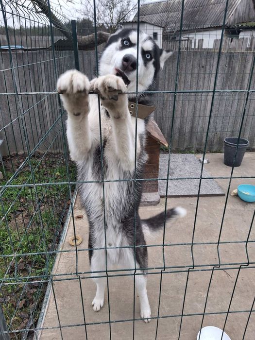 Хаскі у добрі руки