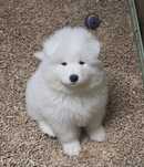 Samoyed szczenie samczyk