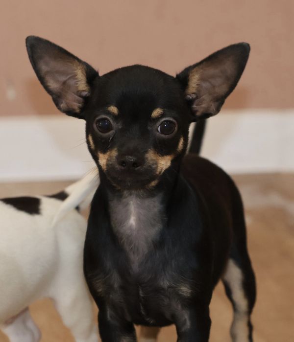 Chihuahua Czarny Podpalany Piesek