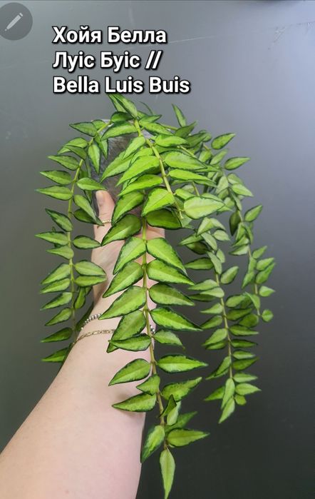 Хойя Белла Луіс Буіс/ Кумінгіана Альбомаргіната