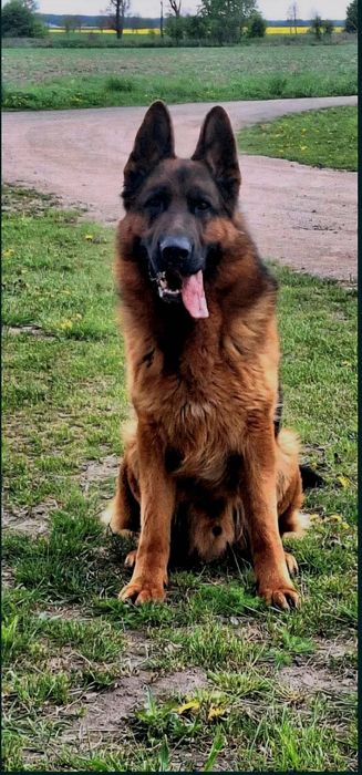 Owczarek niemiecki krótkowłosy (ZKwP)