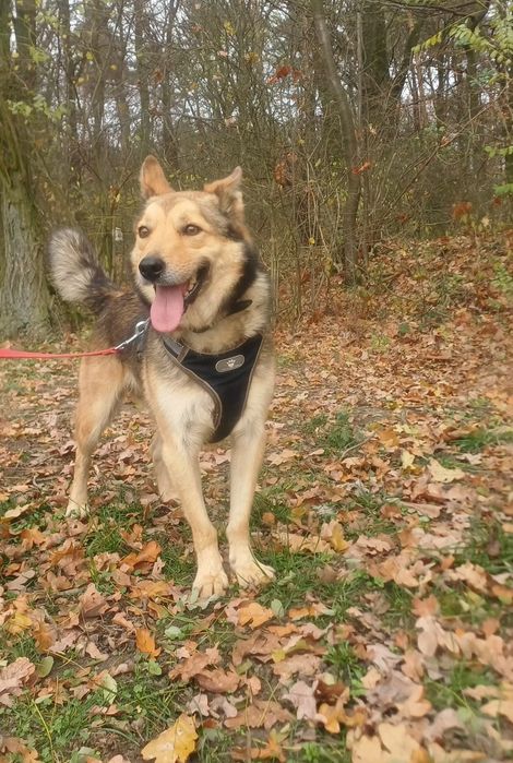 Jogi uroczy psiak szuka domu