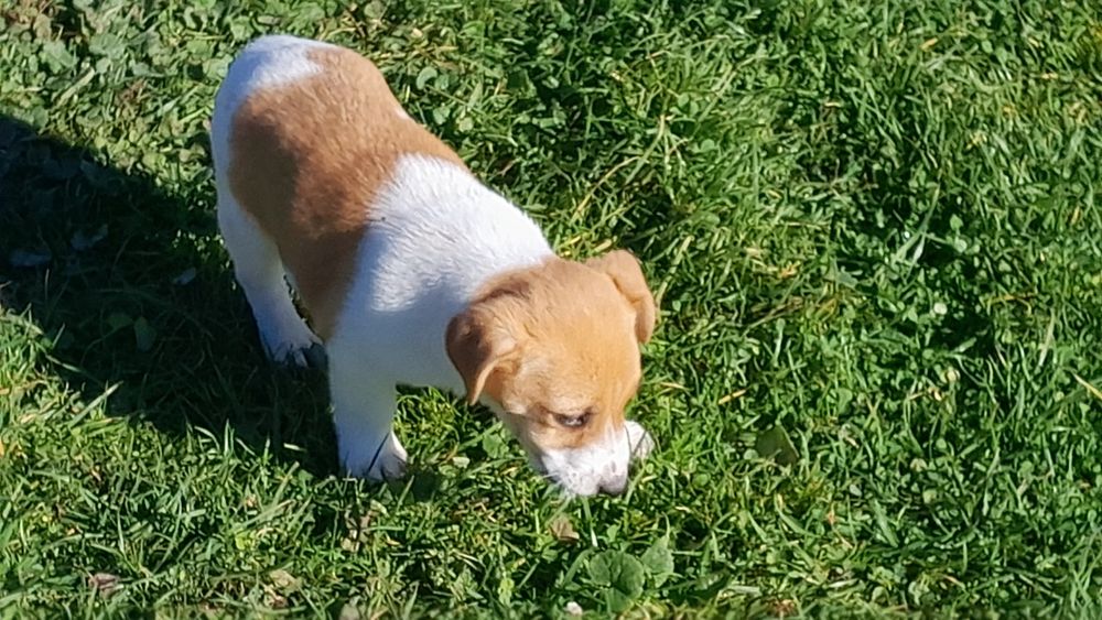 Jack Russell terrier suczka
