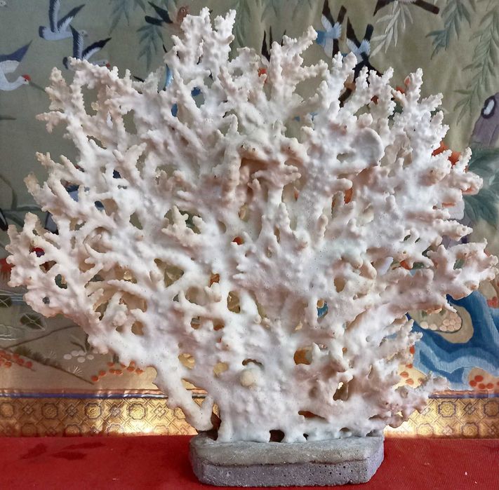 Bonito e Grande Coral peça em forma de Leque,