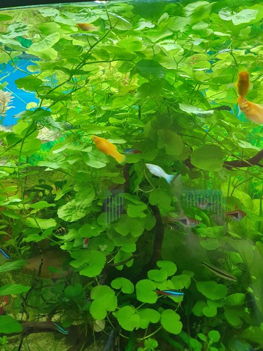 Hydrocotyle-Wąkrotka Zwyczajna.