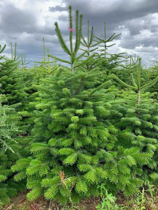 Choinki w doniczkach jodły kaukaskie Dania klasa 1 atrakcyjne ceny