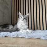 Koteczka Maine coon rodowód Fpl do hodowli,  hodowlany