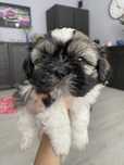 Piekne 3 szczeniaczki shih tzu dwa pieski i jedna suczka