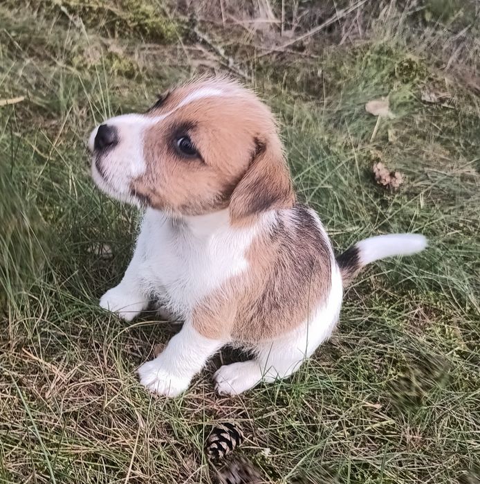 Pies parson Russell terrier