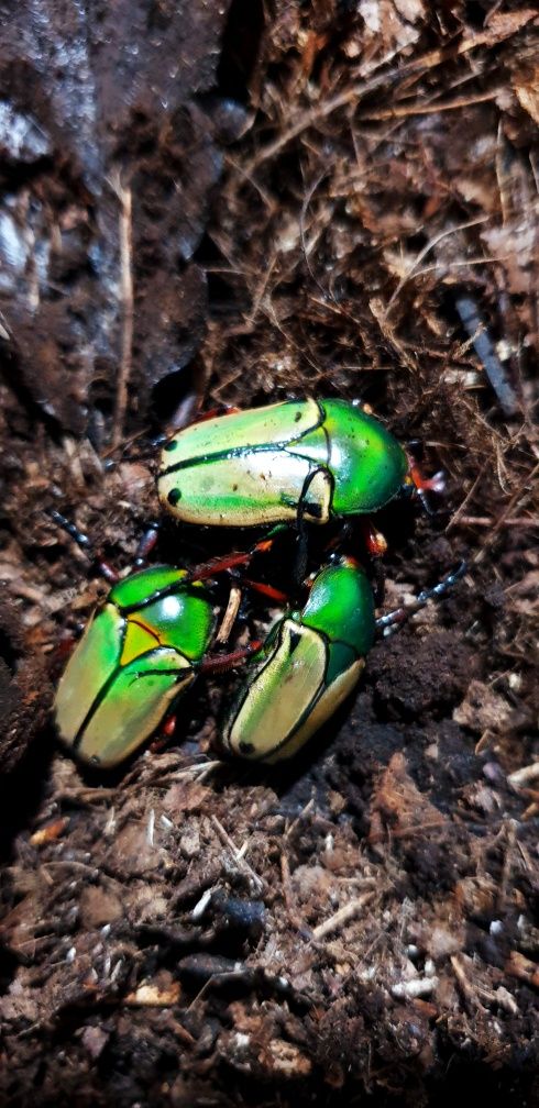 Жуки Coelorrhina loricata личинки л1-л2-л3