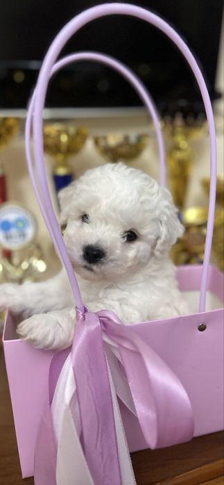 Бішон. Діти Інтерчемпіонів та Чемпіонів Украіни.