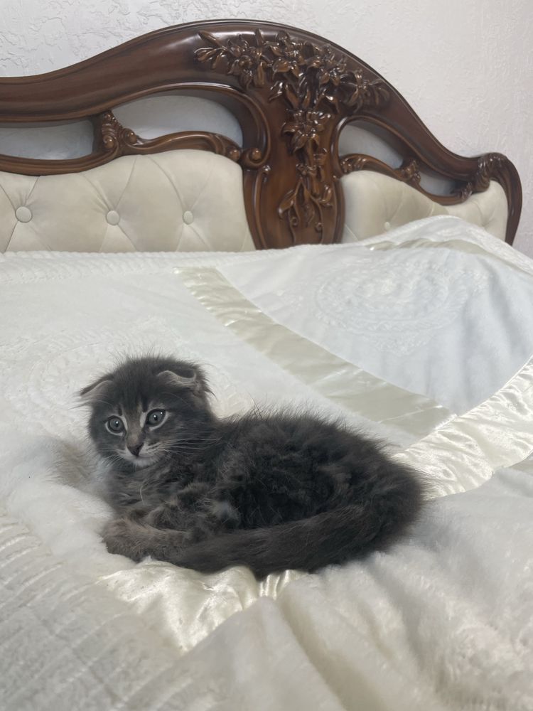 Британские котята