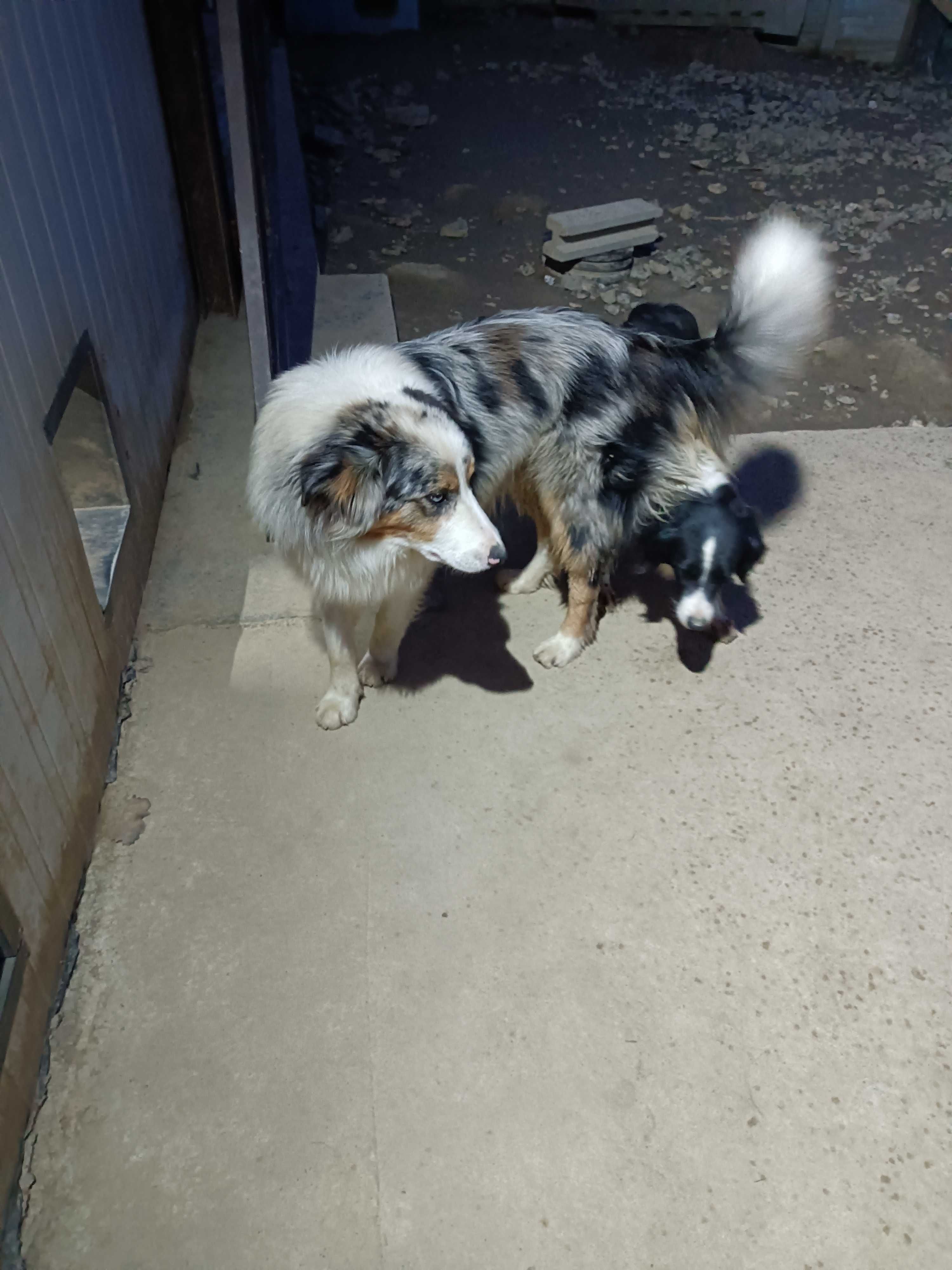 Border Collie -piesek