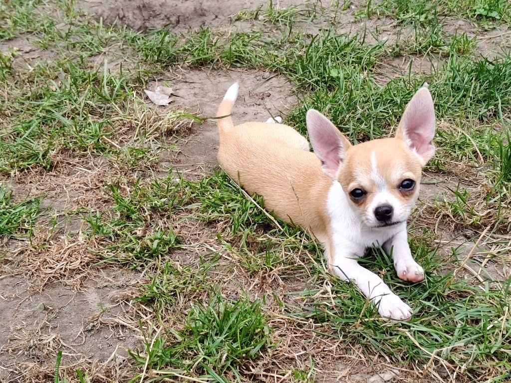 Chihuahua 4 miesiące, a waga tylko 1,1 kg, śliczna, odważna, rodowód