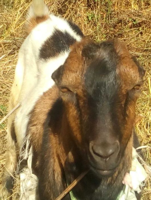 Козел. Цап. Случка. Паровка. Вязка. Случка коз.