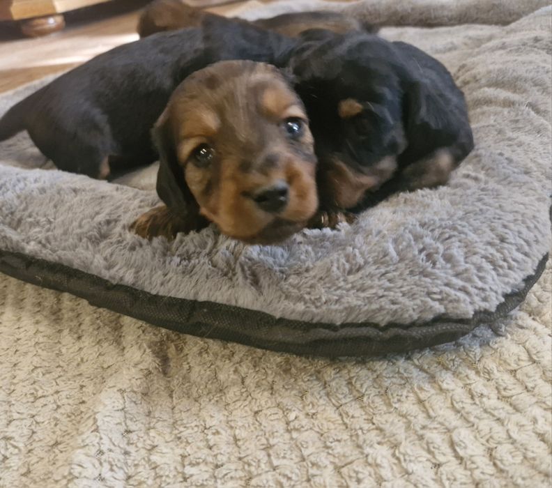 Jamnik długowłosy suczka standar