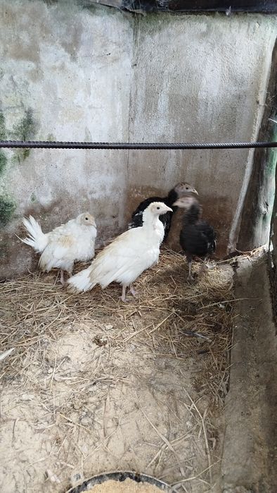 Perus jovens já grandes