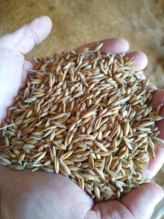 Mieszanka zbożowa pszenica owies jęczmień 20 ton