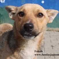 Foksik, delikatny piesek szuka domu