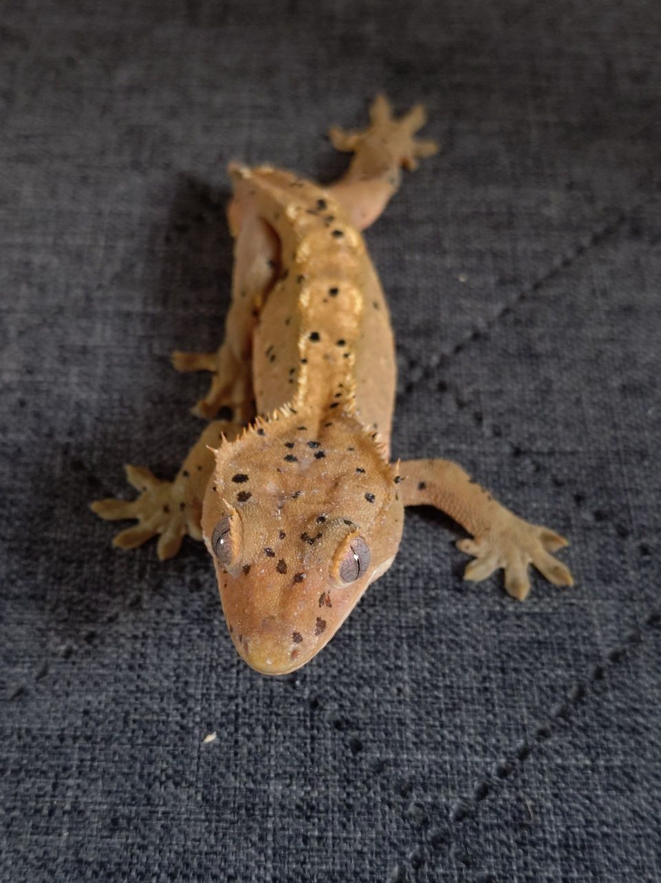 Gekon orzęsiony (Correlophus ciliatus) Młody samiec