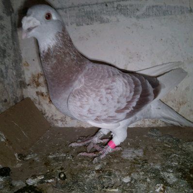 Gołębie staropolskie samice