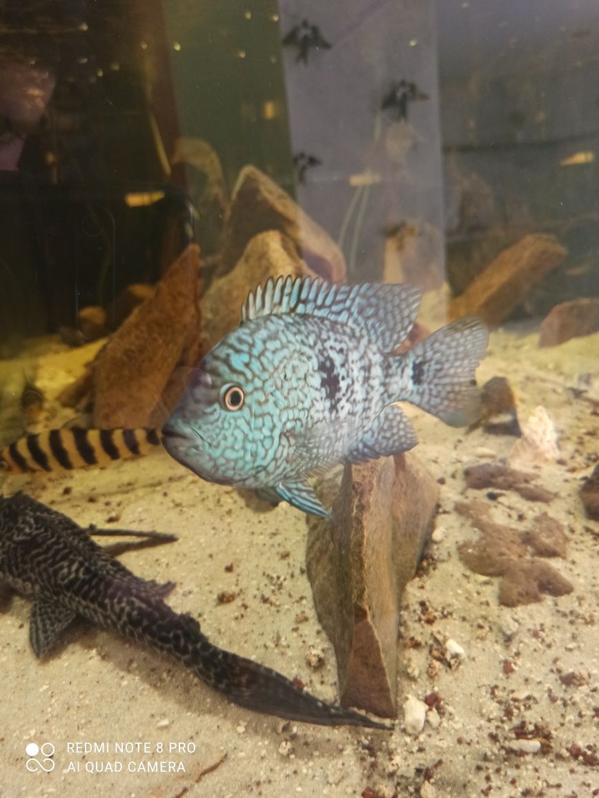 Herichthys carpintis, rio hondo
