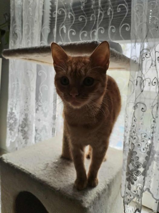 Mała Kotka „Ruda”