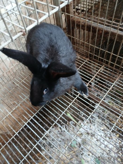 Coelho para criação