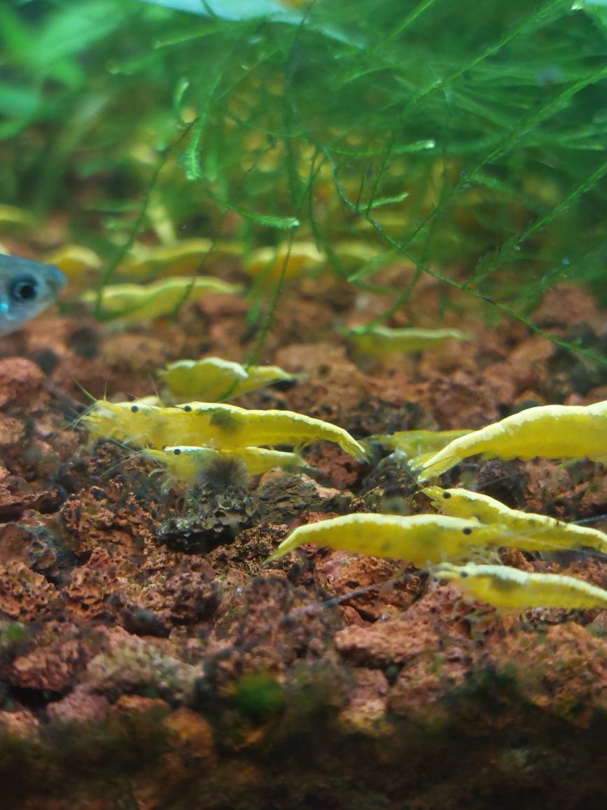 Krewetki neocaridina yellow neon