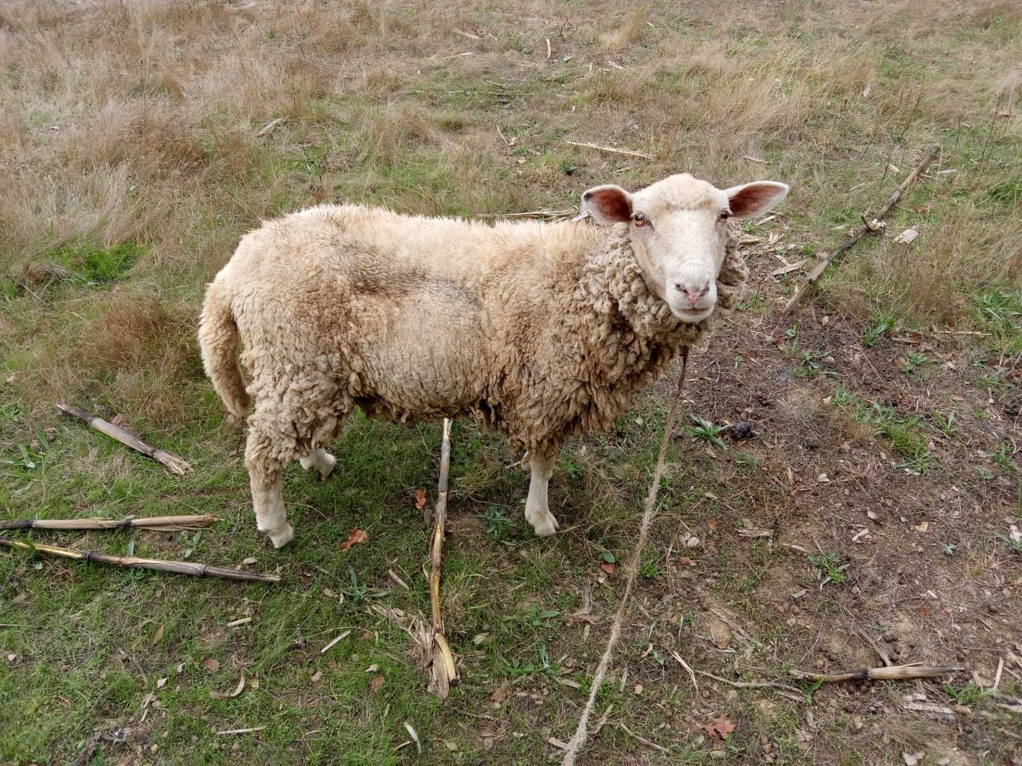 Vendo borrega e cabra