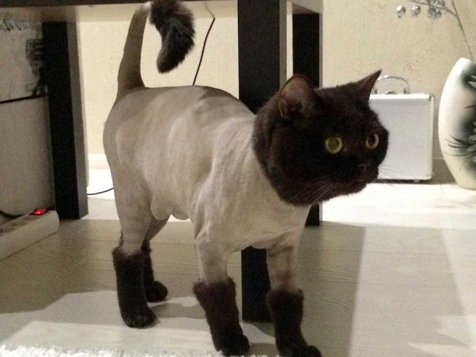 Стрижка кошек и собак 500 грн (груминг, выезд на дом) грумер