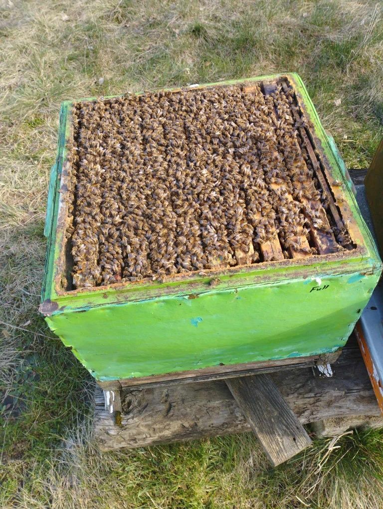 Pszczoły do zasilania rodzin
