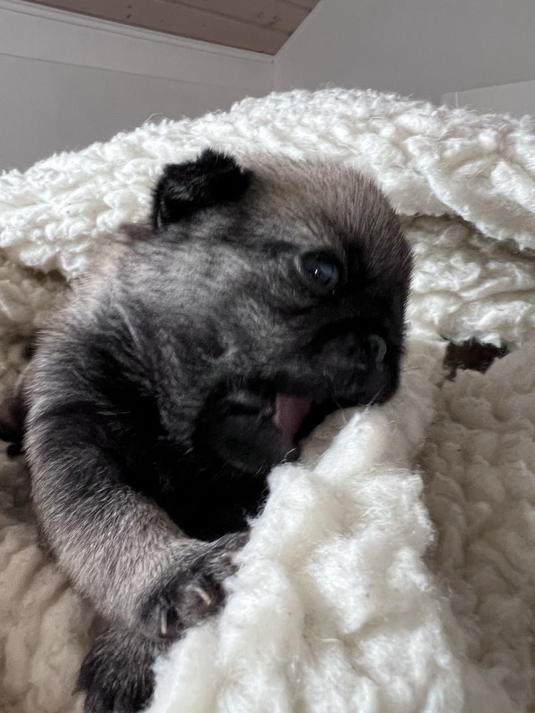 Mops Szczenie ZKwP FCI rodowod