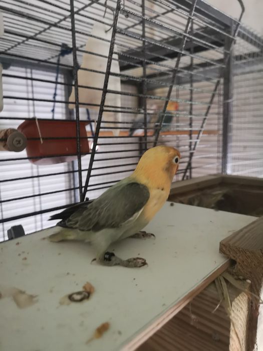 Fisheri opalino slaty turquesa