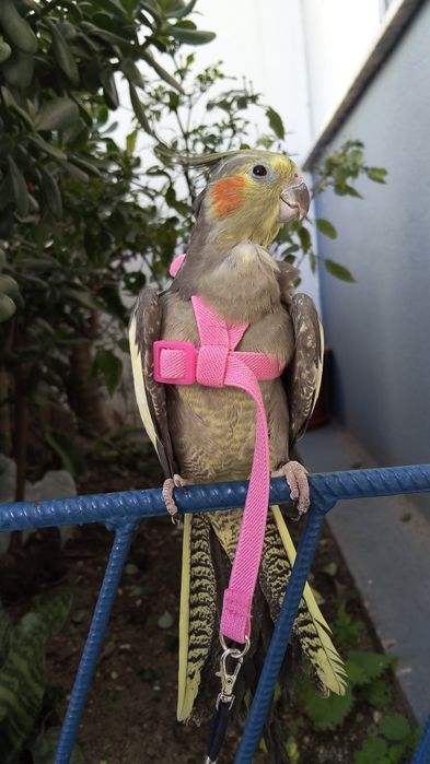 Treino aves para voo livre e amanso