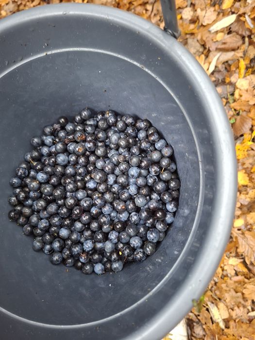 Świeże owoce Tarniny