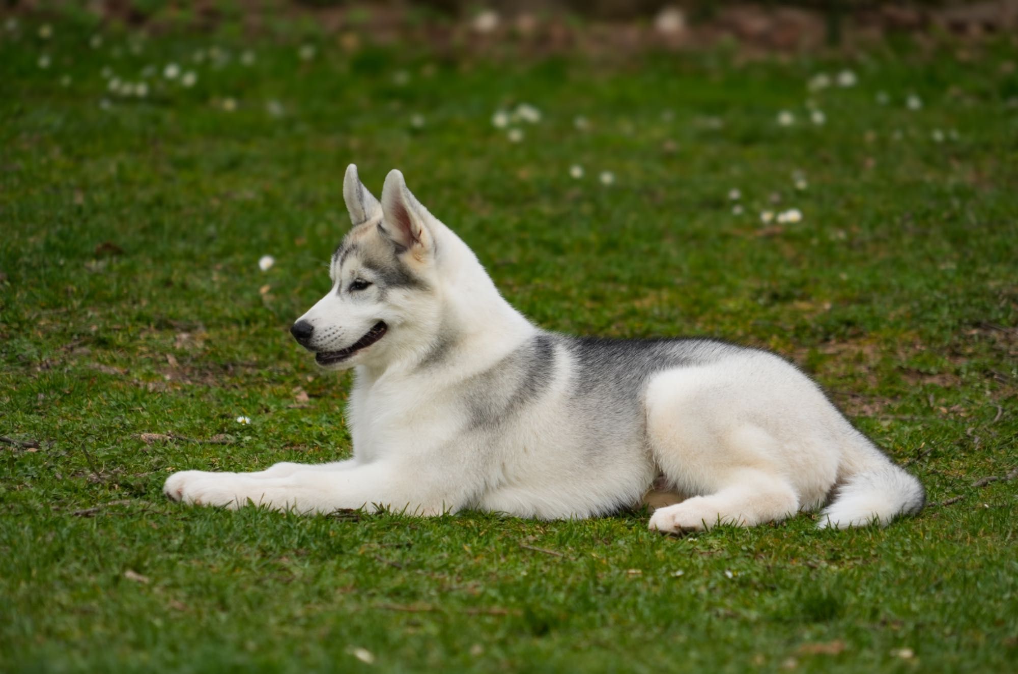 Zadar wybitnie obiecujący, szczeniaczek Siberian Husky FCI