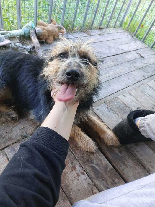 Gwiazdka szuka kochającego domku!