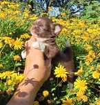 Chihuahua machinho mini pêlo longo