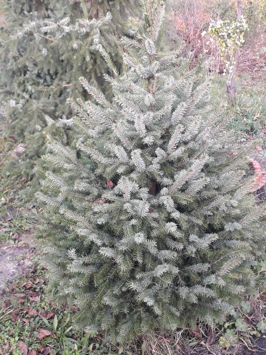 Świerk, choinka cięta 120-150 cm